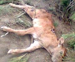 La Junta admite la reclamación por ataque de lobo de un ganadero de Guadalajara